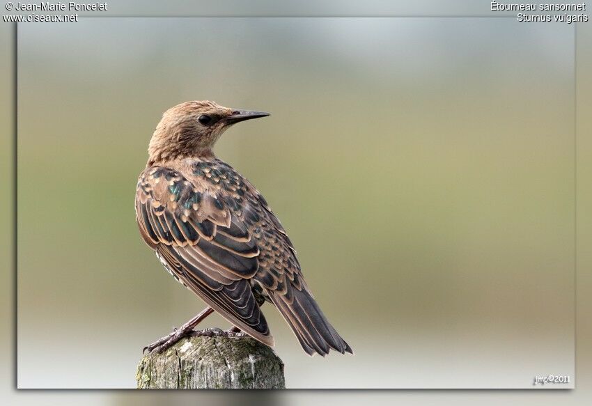 Common Starling