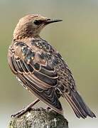 Common Starling