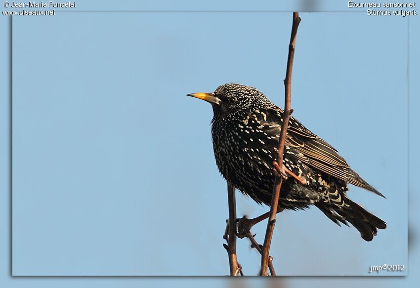 Common Starling