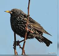 Common Starling