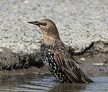 Common Starling