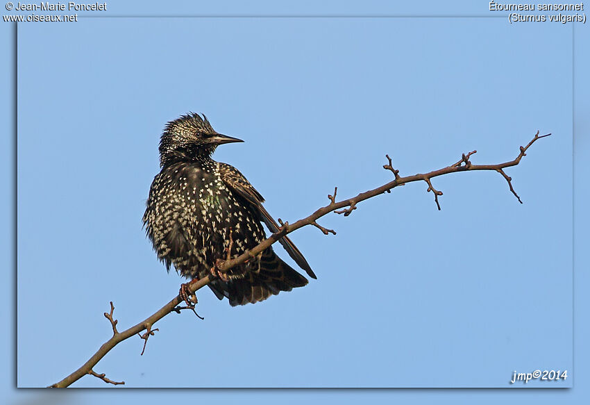 Common Starling