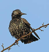 Common Starling