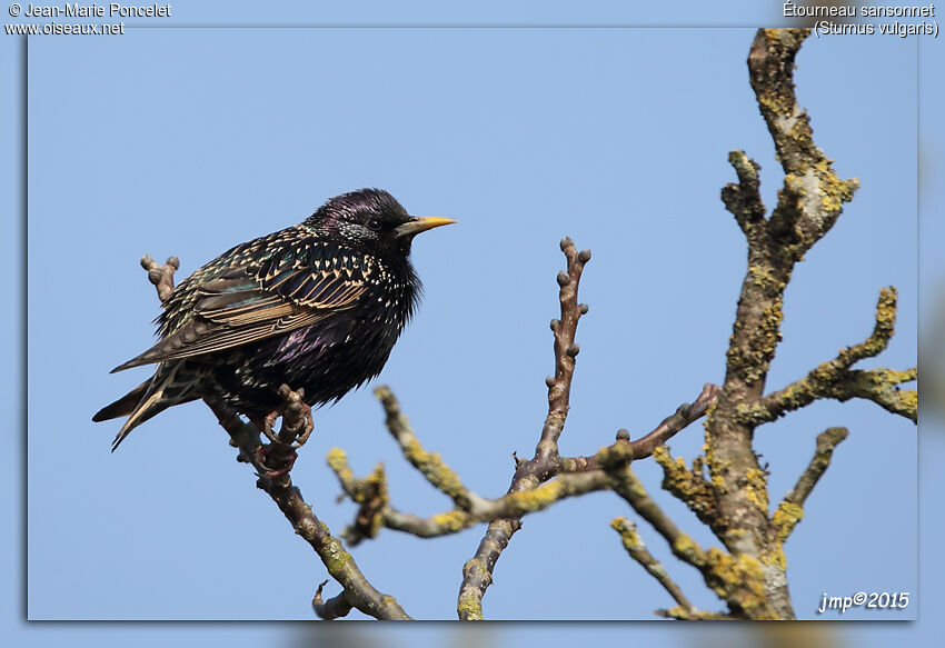 Common Starling