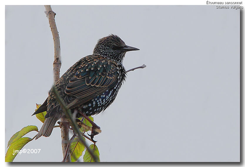 Common Starling