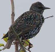 Common Starling