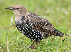 Common Starling