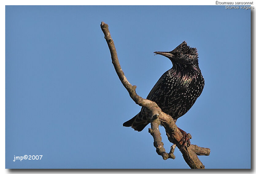 Common Starling