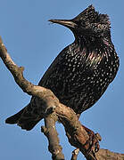 Common Starling