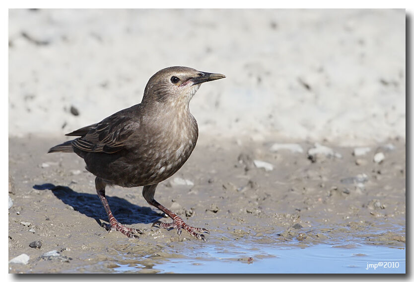 Common Starling