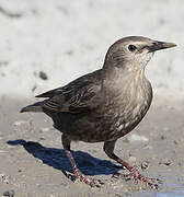 Common Starling