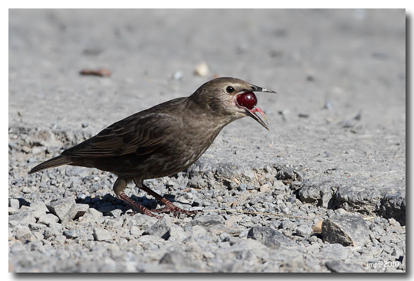 Common Starling