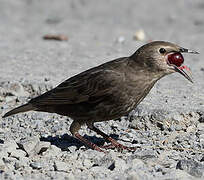 Common Starling