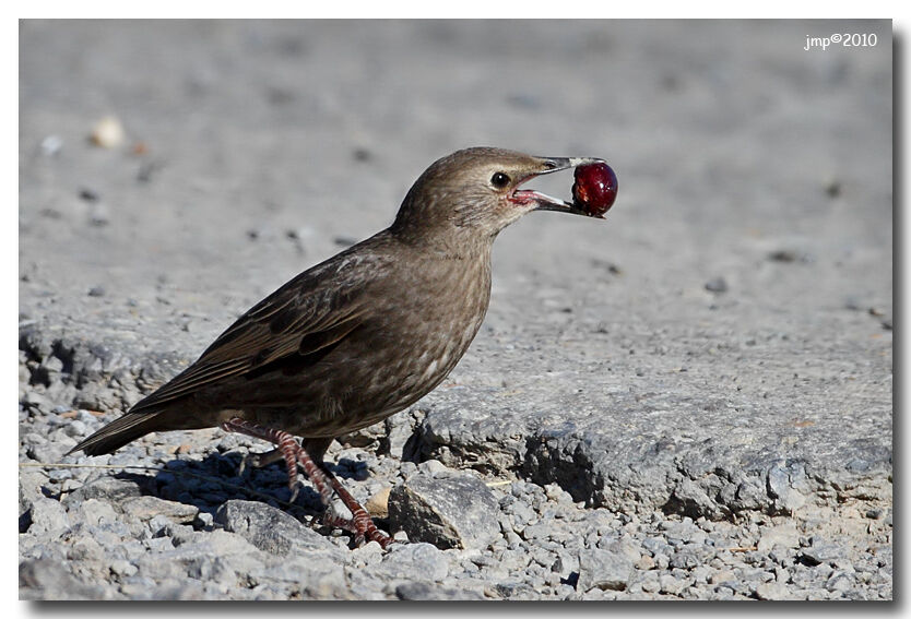 Common Starling