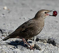 Common Starling