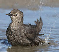 Common Starling