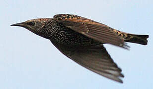 Common Starling