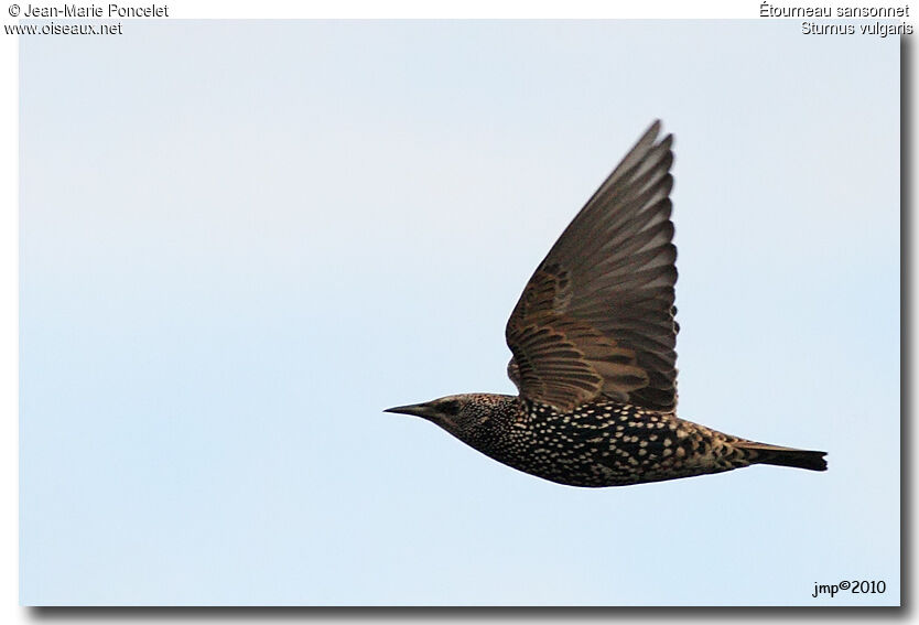 Common Starling