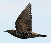 Common Starling