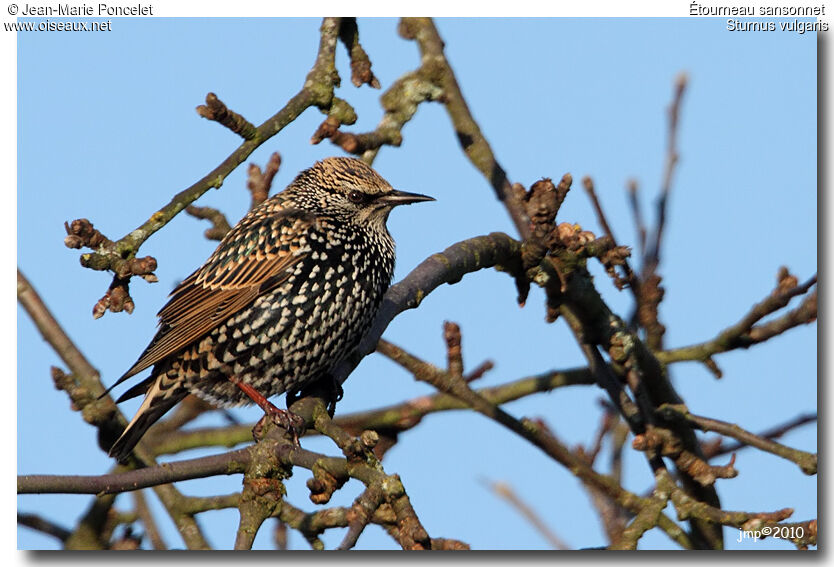 Common Starling