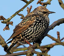 Common Starling