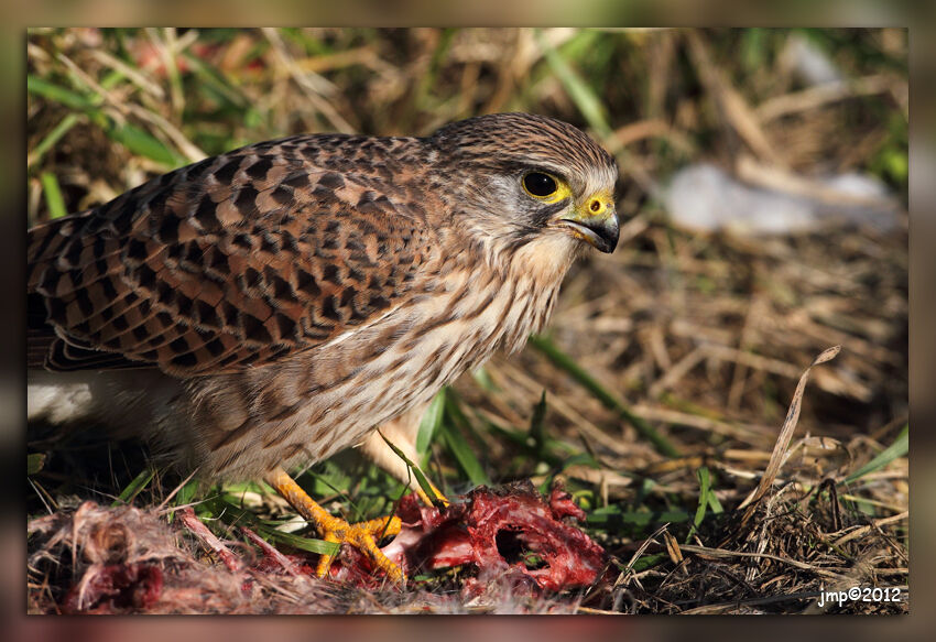 Common Kestrel