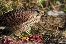 Common Kestrel