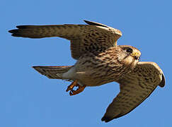 Common Kestrel