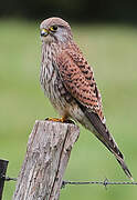 Common Kestrel