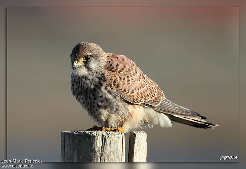 Common Kestrel female adult