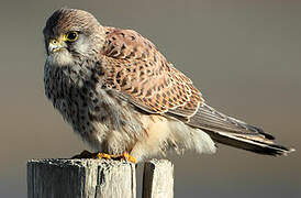 Common Kestrel