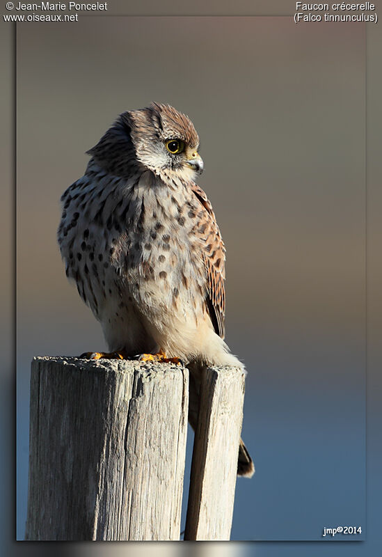 Common Kestrel