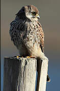 Common Kestrel