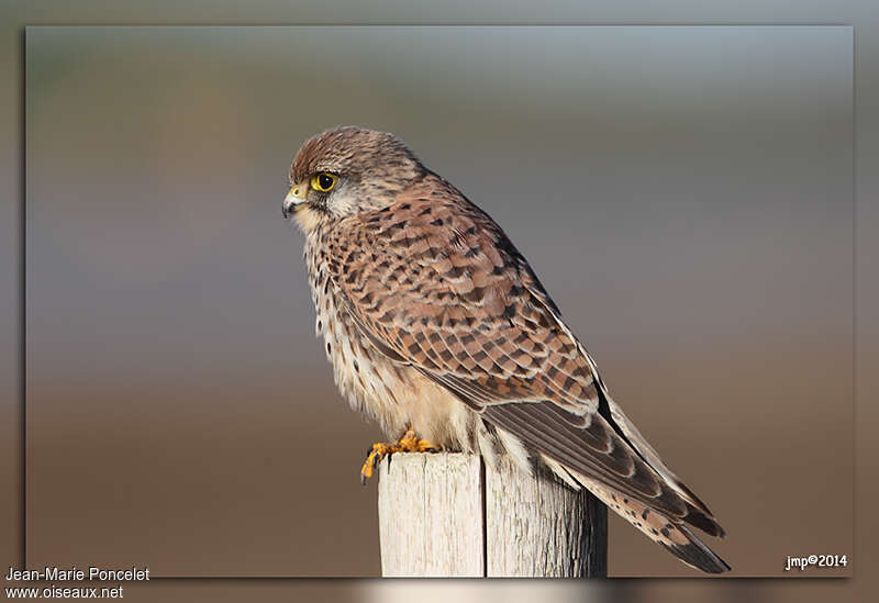 Common KestrelSecond year, identification