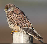 Common Kestrel