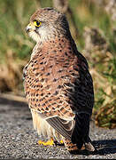 Common Kestrel