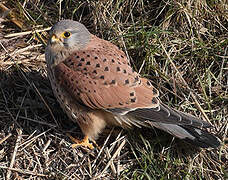 Common Kestrel