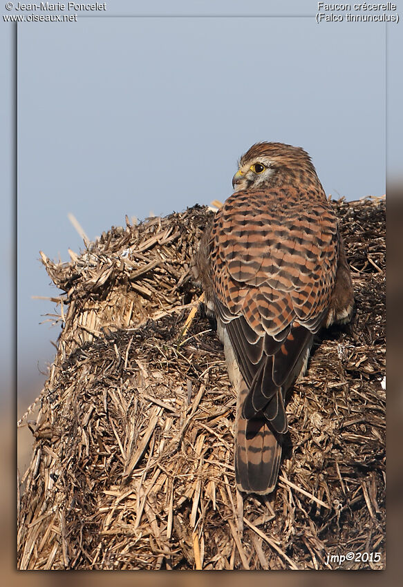 Common Kestrel