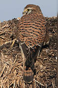 Common Kestrel