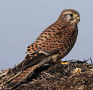 Common Kestrel