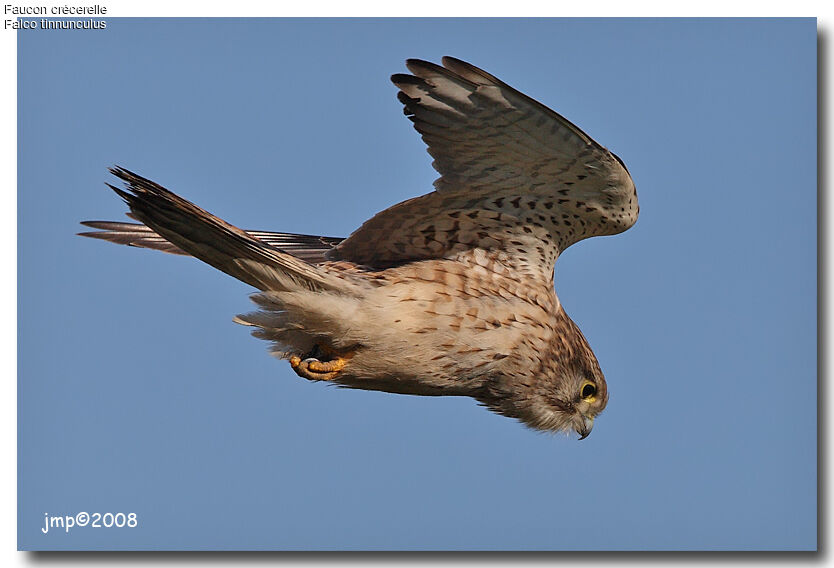 Common Kestrel female adult