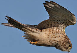 Common Kestrel