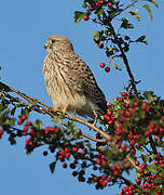 Common Kestrel