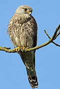 Common Kestrel