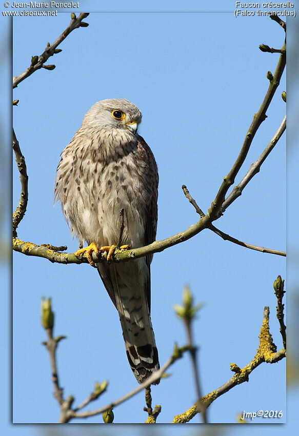 Faucon crécerelle