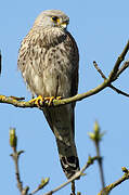 Common Kestrel