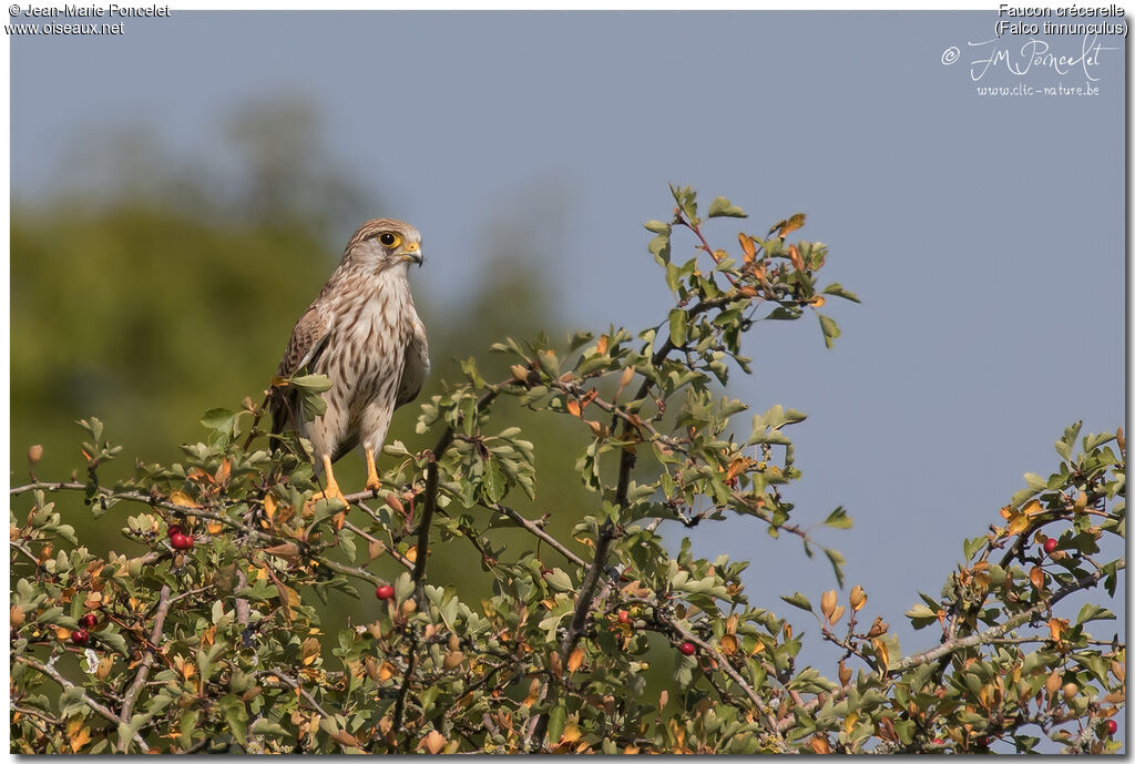 Common Kestrel