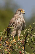 Common Kestrel