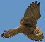 Common Kestrel