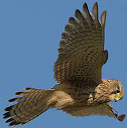 Common Kestrel